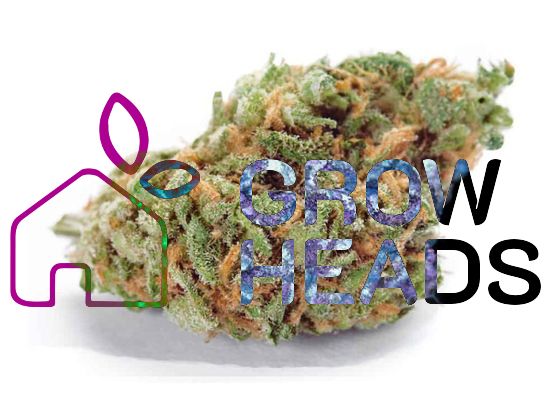 Growheads Auto Amnesia Haze (1)