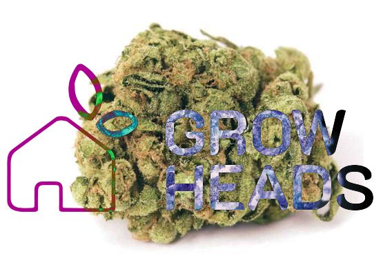 Growheads Auto Gorilla Glue (1)