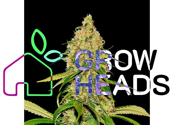 Growheads Auto CBD White Widow (1)