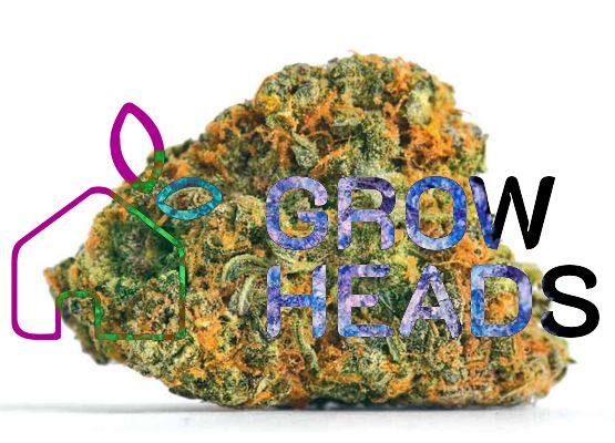 Steckling - Gorilla Glue