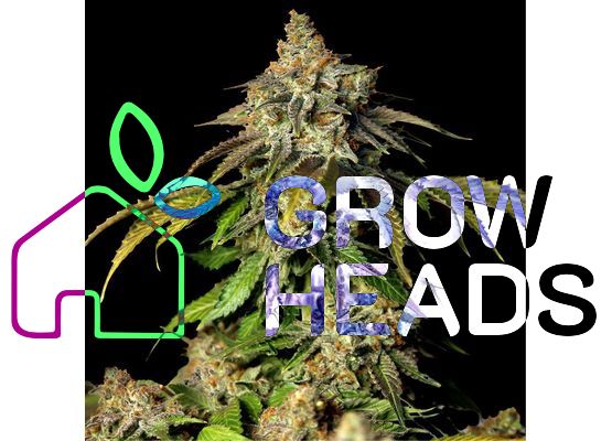 Steckling - Bruce Banner Auto