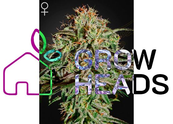 Green House Seeds A.M.S. (3)