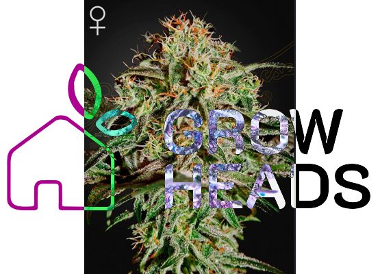 Green House Seeds A.M.S. (5)