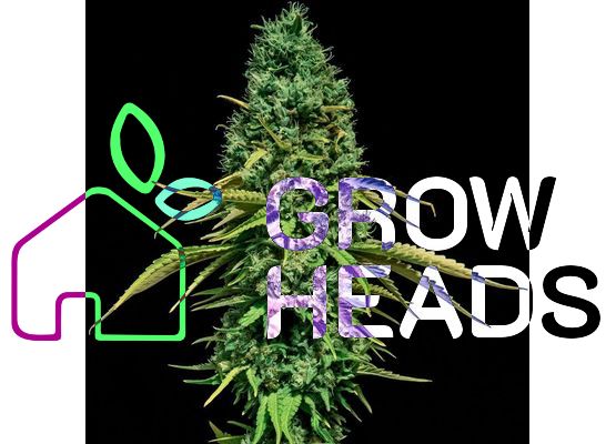 Steckling - CBD Critical