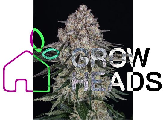 Barney's Farm Sour Diesel Auto (3)