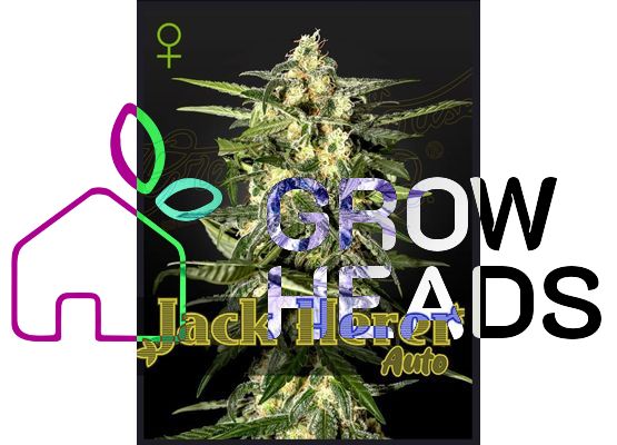 Green House Seeds Jack Herer Auto (3)