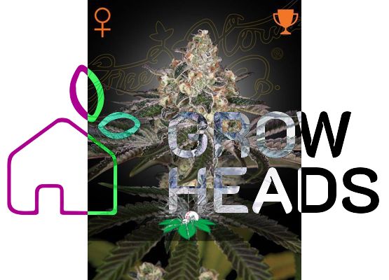 Green House Seeds White Widow (1)