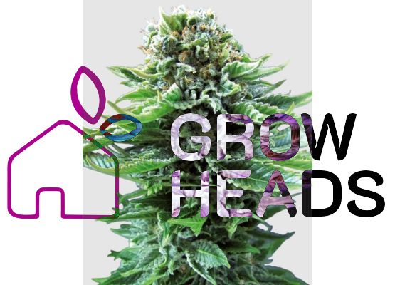 Sensi Seeds Northern Lights Auto (10)