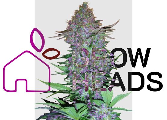 Sensi Seeds Purple Skunk Auto (3)