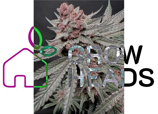 Solfire Gardens - Terpgasm (3)