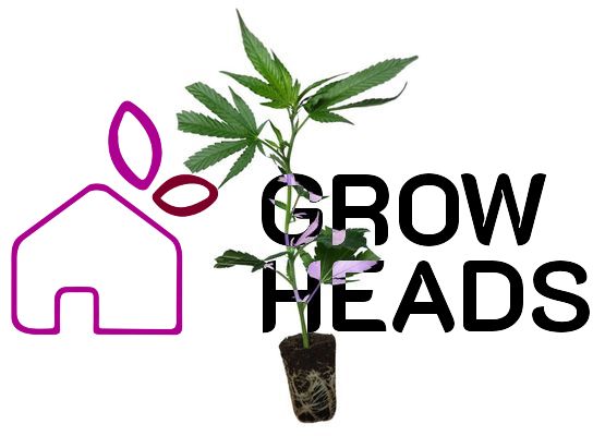 Cannabis-Steckling Wappa (Paradise Seeds)