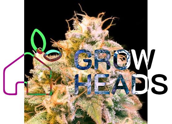 Cannabis-Samen Gorilla Glue fem (1)