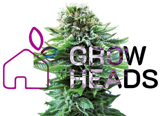 Sensi Seeds - Northern Lights Auto (3)