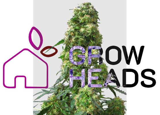 Sensi Seeds -  Early Skunk Regular (10)