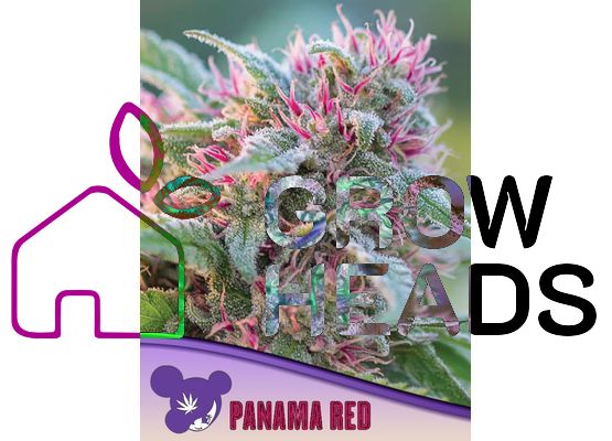 Anesia - Panama Red (3)