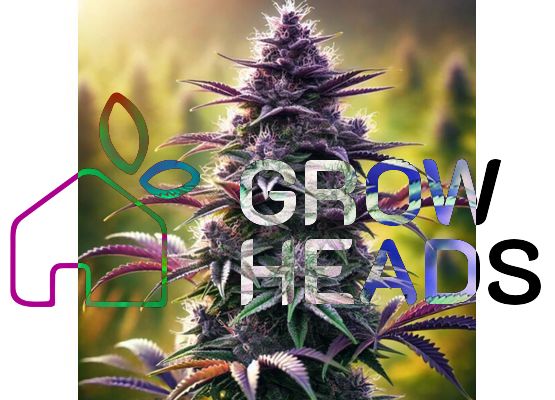 Growheads - Purple Haze Auto (10)