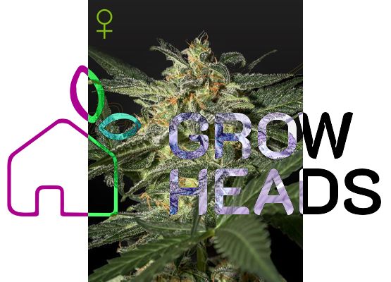 Green House Seeds - White Widow Auto (10)