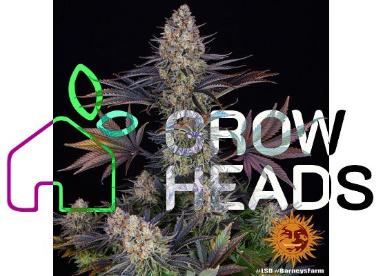LSD -  Barney's Farm Seeds (10)