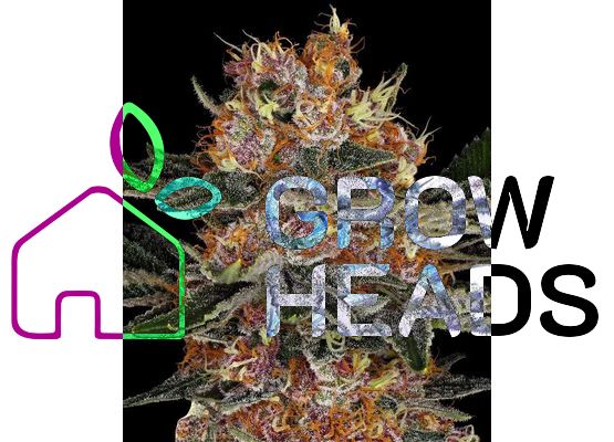 Barney’s Farm Purple Punch Auto (1)
