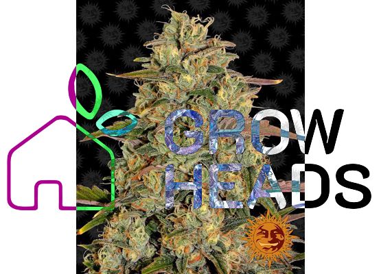 Barney’s Farm Amnesia Lemon (1)