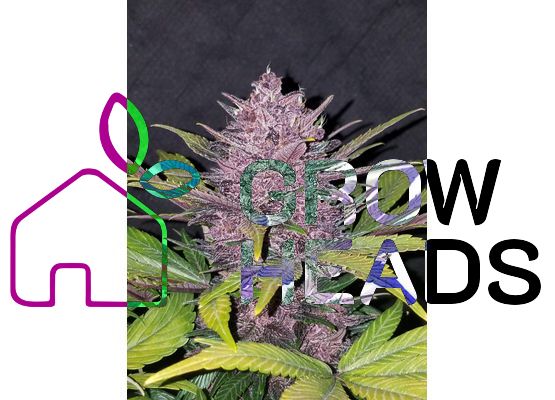 420FastBuds Blackberry Auto (1)