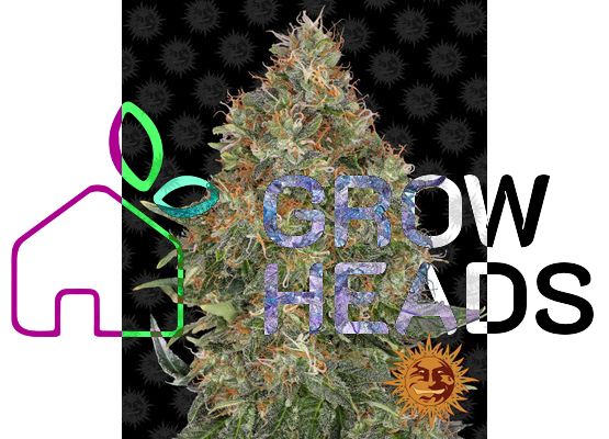 Barney’s Farm Pineapple Express Auto (3)