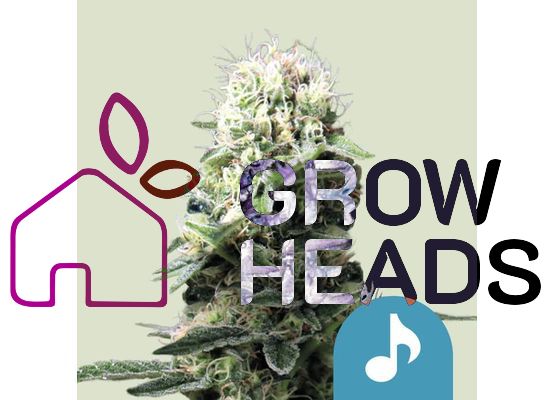Royal Queen Seeds Dance World CBD (1)