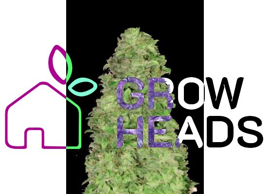 420FastBuds Bulk CBD 20:1 Auto (1)