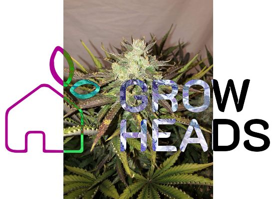 420FastBuds Gorilla Glue Auto (3)