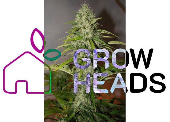 420FastBuds Grapefruit Auto (3)