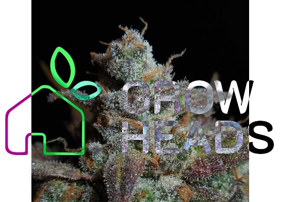 420FastBuds Lemon AK Auto (1)