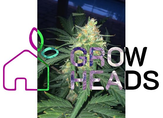420FastBuds West Coast OG Auto (3)