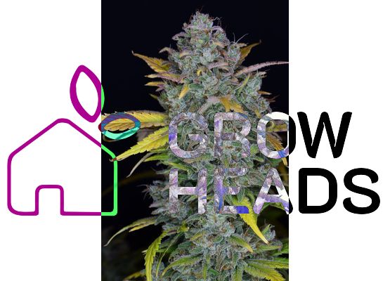 420FastBuds Gelato Auto (1)