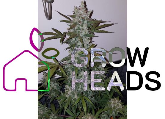 420FastBuds Girl Scout Cookies Auto (3)