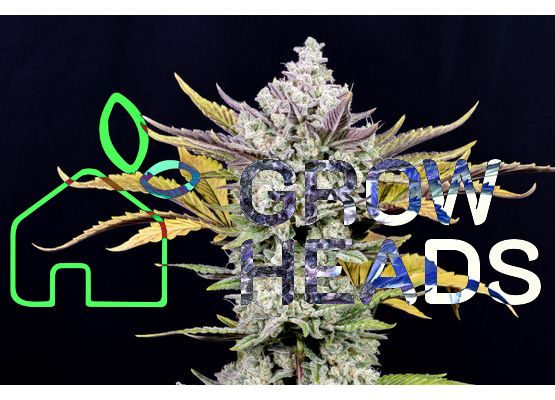 420FastBuds Gorilla Cookies Auto (1)