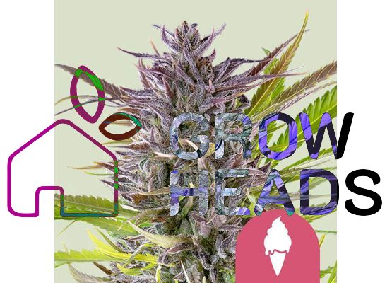Royal Queen Seeds Green Gelato (1)
