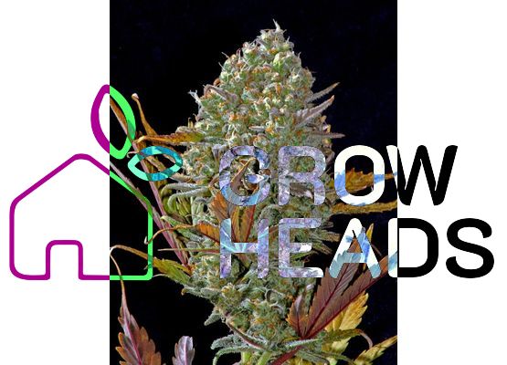 420FastBuds Pineapple Express Auto (1)