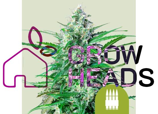 Royal Queen Seeds Royal AK Auto (3)