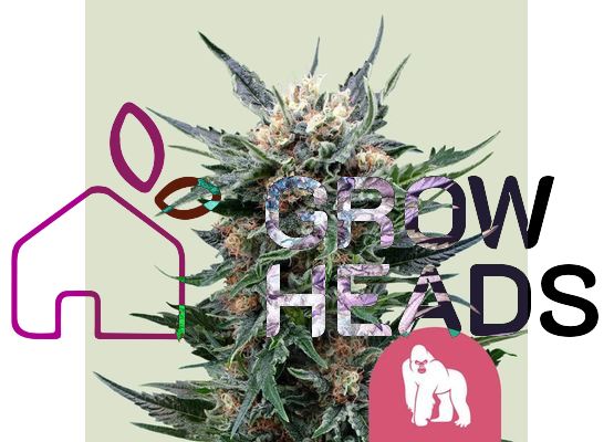 Royal Queen Seeds Royal Gorilla (3)