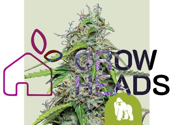 Royal Queen Seeds Royal Gorilla Auto (5)