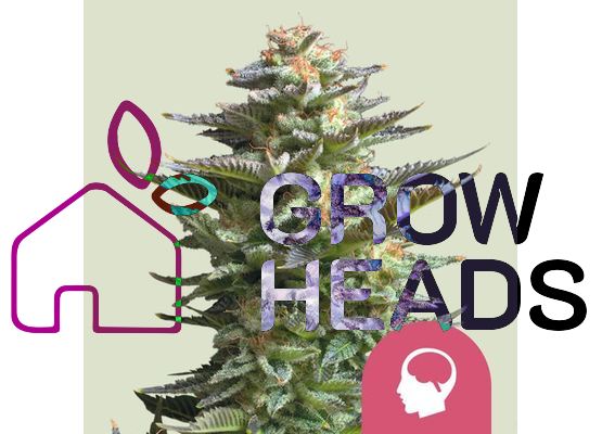 Royal Queen Seeds Amnesia Haze (10)