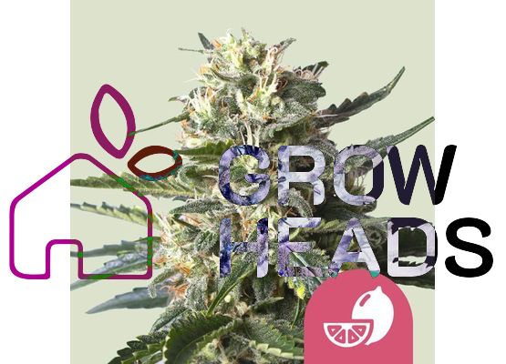 Royal Queen Seeds Lemon Shining Silver Haze (3)