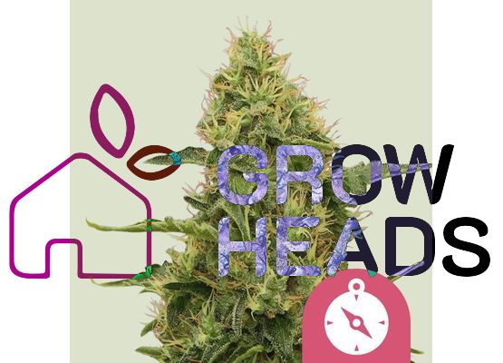 Royal Queen Seeds Northern Light (3)