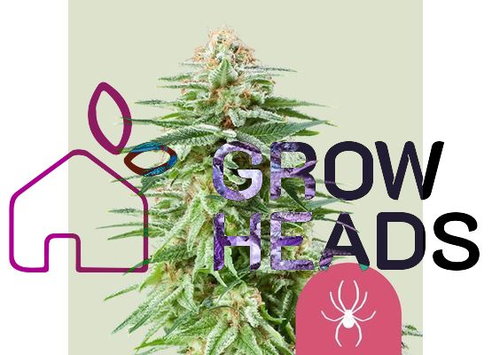 Royal Queen Seeds White Widow (3)