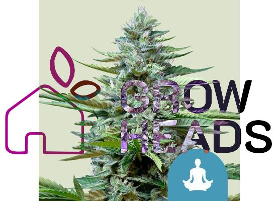 Royal Queen Seeds Stress Killer CBD Auto (1)