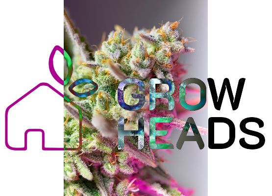 Sweet Seeds Sweet Mimosa XL (3)