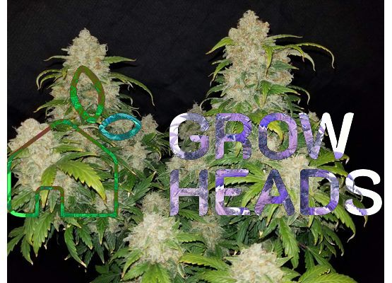 420FastBuds Zkittlez Auto (3)