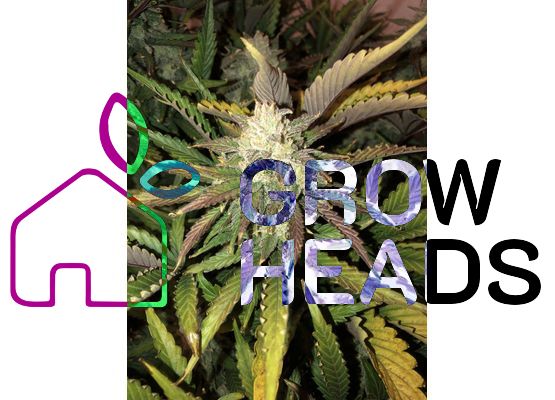 420FastBuds Bulk Gorilla Auto (1)