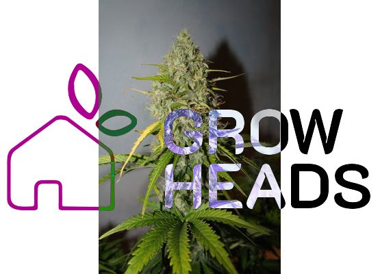 420FastBuds Bulk Grapefruit'matic Auto (1)