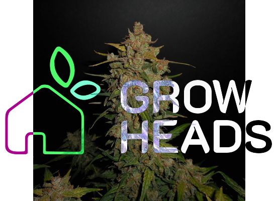 420FastBuds Bulk Lemon AK Auto (1)